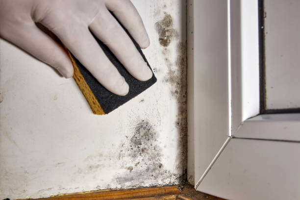 Best Industrial Mold Remediation  in Genoa, AR